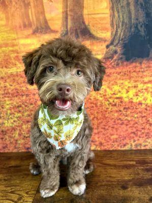 The amazing ladies at Hair O' The Dog just gave our precious Yeti his Thanksgiving glow up!