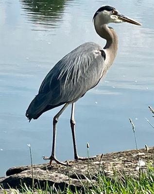 Great Blue Heron home to pond often