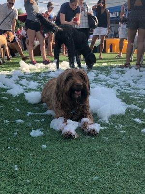 Manor Lake Labradoodle