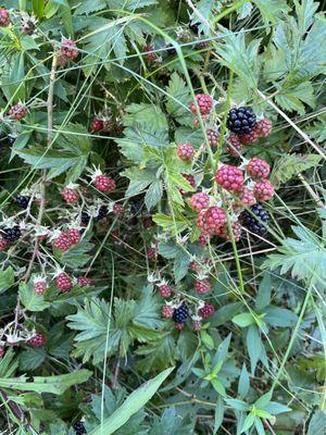 Blackberry all over the trail too.