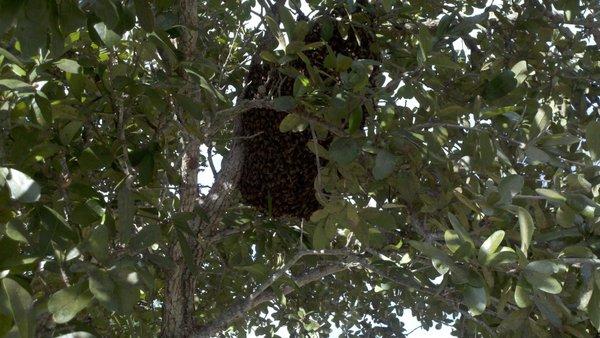 Honey bee hives are sometimes found in trees.