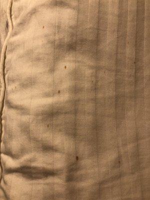 Pillow stains - looks like bed bug stains