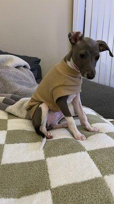 New patient: Isola the Italian Greyhound (3 months). Dr. Lewis was her first experience with a vet, and it was a positive one!