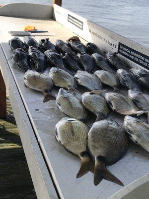 Black Sea bass and ringtail fish.