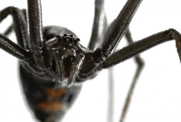 Bites from black widows are more common than you think.  Check your lawn furniture regularly !