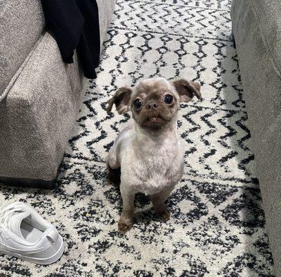 Formerly a Shih Tzu now looks like a chihuahua