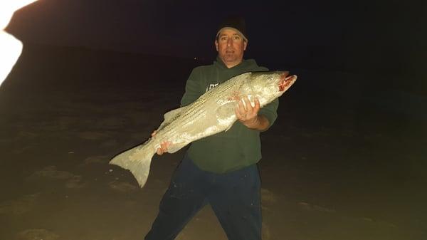 41" striper on fresh snagged herring...IBSP...Jan 1st!