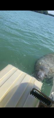 Manatee