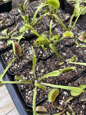 Venus fly traps!