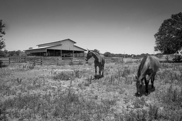 Equestrian lovers