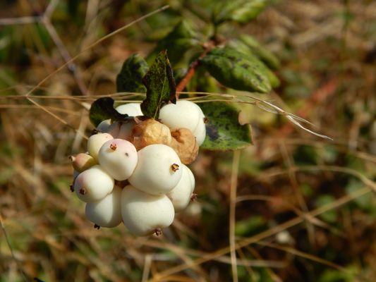 Beautiful white berries.