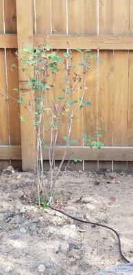 Not connected to water and no soil prep, landscape fabric, or mulch as promised