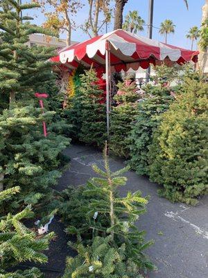 A huge variety of gorgeous trees to fit your budget