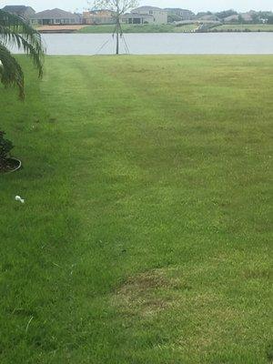 On the left is my grass and to the right is my neighbors grass. I use Bee Green and my neighbor uses a major company.  Notice the difference