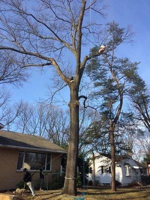 Prate's Tree Service Guaranteed Best Rates