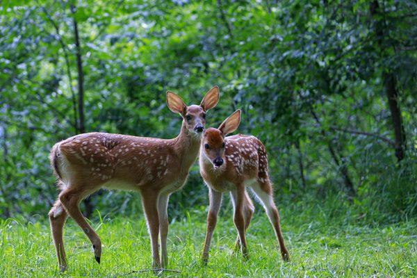 The brother and sister pair of white tailed fawns.