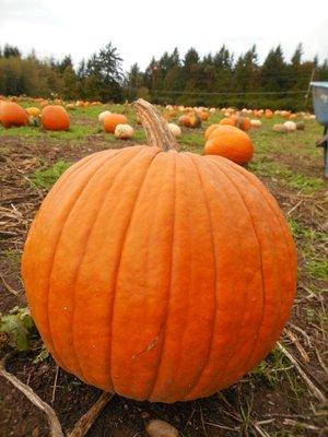 Suyematsu Farm, Bainbridge Island