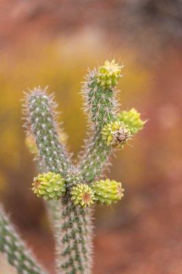 Red Hills Desert Garden