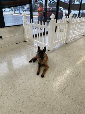 De mi perro Kobe el cual disfrutaba  de este centro donde estuvo por 5 días algo especial para el .