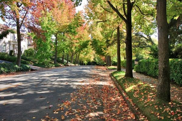 Tree-lined street.