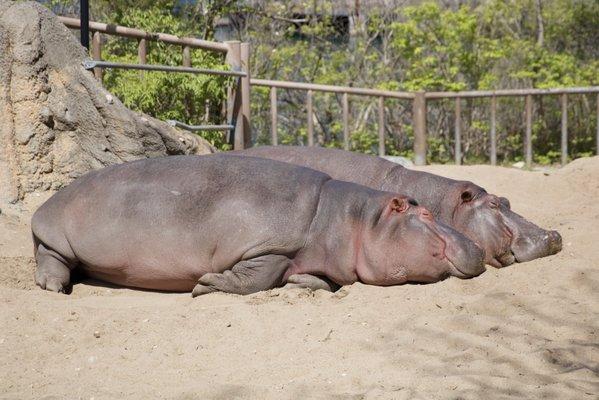 Hippos