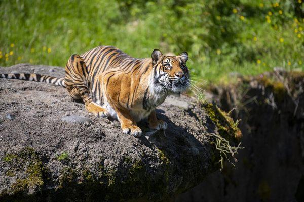 Point Defiance Zoo & Aquarium