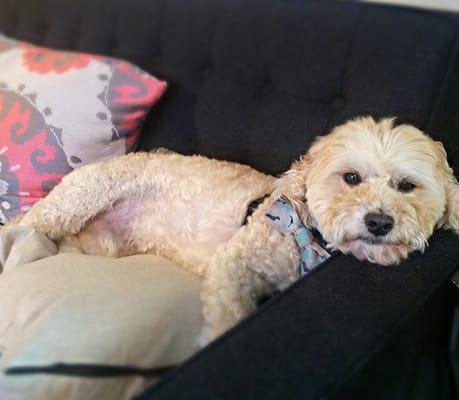 Out therapy dog Yoga. Hypo allergenic and yours to cuddle and hold while during your appointment.