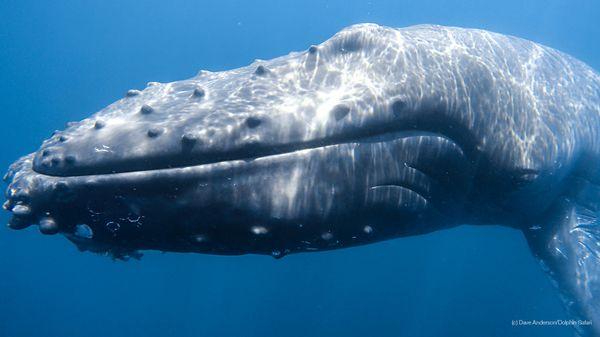 Eye to Eye with humpback whale underwater. Captain Dave's catamaran Manute'a features Underwater Viewing Pods.