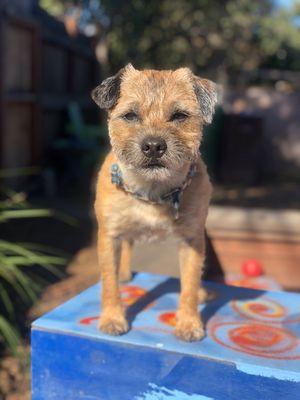 Border terrier