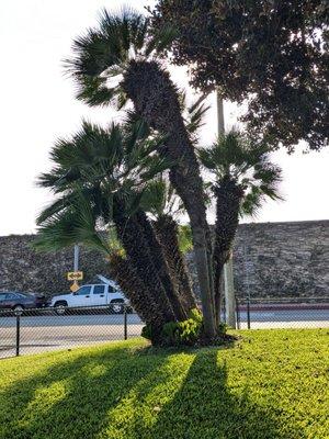 Trees in the park