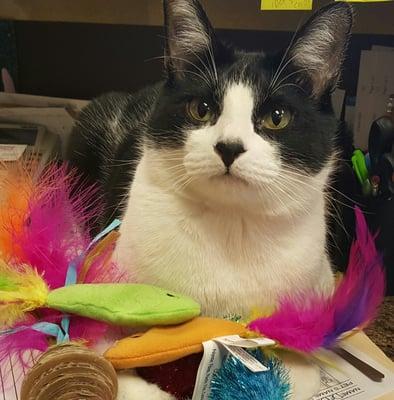 Gigem the clinic cat.