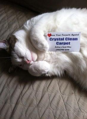 Love your carpet cleaner.