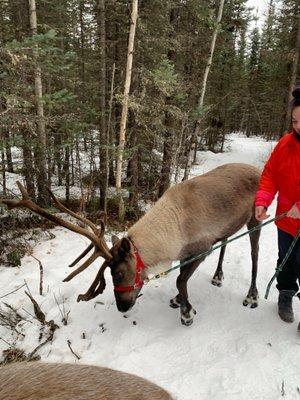 Out for a walk in the forest with the reindeer. As one does.