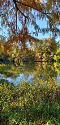 A view of the water through bald cypress foliage