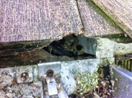 Rats getting inside attic from rooftop.
We seal entry points