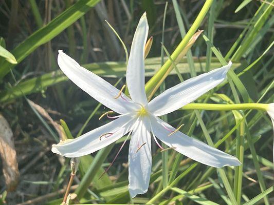 Pretty flowers