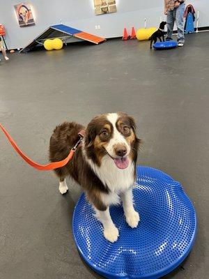 Zoom Room Dog Training