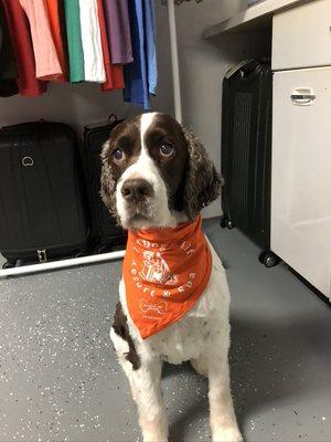 Izzy is loving her new bandana!