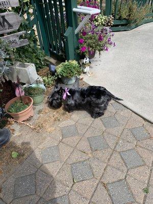 Addie, our Scottish Terrier after her second grooming at Clippers. She loves it here!