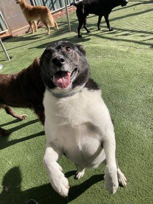 Loves the play time with the other dogs in his group.