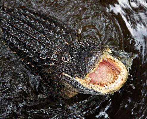 Say Ahhhhh - Gators!