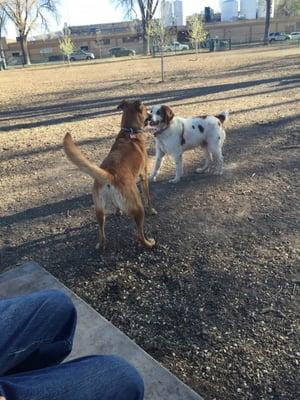 Lots of dogs to play with beautiful day