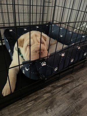 Scout - shar pei 11 wks old. After a great vet visit.