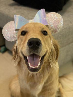 Golden Retriever that was treated at this facility.