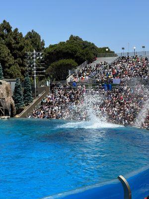 Orca encounter