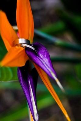 Wedding Rings, Miami Beach Wedding