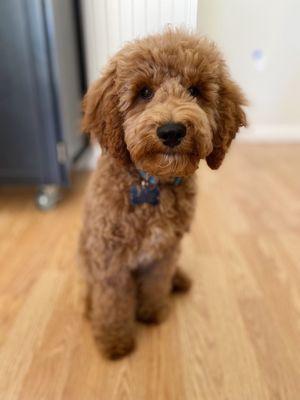 Puppy's first haircut