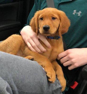 Cody riding home with us on the day we got him from AGaG.  He is a day short of 10 weeks here.