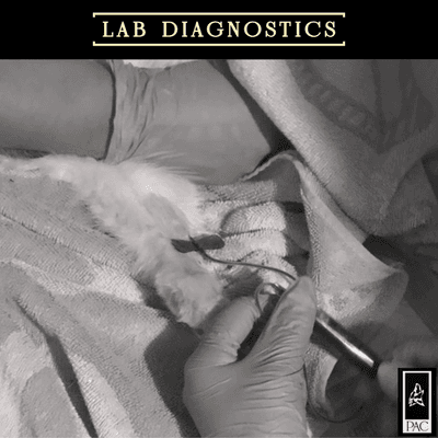 Lab diagnostics for pets