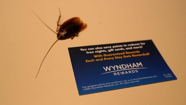 Cockroach size vs. a WYNDHAM business card